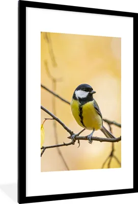 Produktbild von MuchoWow® Gerahmtes Poster Kohlmeise - Zweig - Vogel - Tiere 60x90 cm - Poster mit Schwarzem Bilderrahmen Wandposter Rahmen Foto Bilder - Dekoration - Wandposter Wohnzimmer - Hochwertig