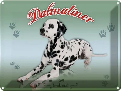 Produktbild von vianmo Blechschild 30x40 cm Hund Dalmatiner 1769 Frankreich
