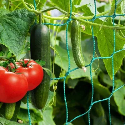 Productafbeelding van Famanu klimnet voor groenten en klimplanten, met plantclips - 2 x 2,5 meter