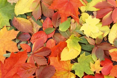 Produktbild von Fototapete - Colourful Leaves 375x250cm - Vliestapete