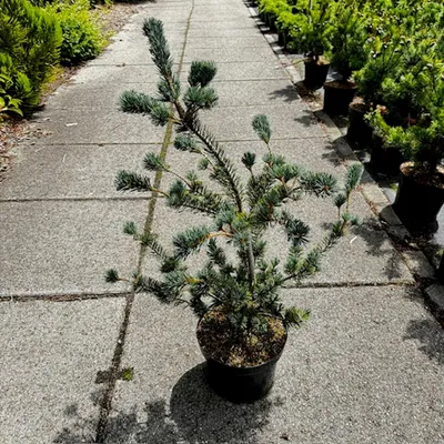 Image de Pinus parviflora « Saphir » - Pin japonais | 70-80 cm en pot