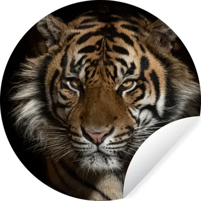 Produktbild von MuchoWow® Runde Wandtattoo - Wandsticker Tapete Aufkleber Tiger - Wilde Tiere - Porträt Ø 100 cm Selbstklebend und Repositionierbar - Wandaufkleber - Kreis - Tapetenkreis - Wandbild rund - Schlafzimmerdekoration - Wanddeko - runde Tapete - Kunst für zu Hause