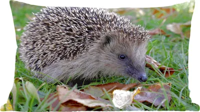 Produktbild von MuchoWow® Zierkissen Sofakissen Wohnzimmer Dekokissen 50x30 cm Igel im Gras - Wohnzimmerdekoration - Polster mit Photo