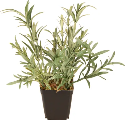 Produktbild von Salbei Kunstpflanze Topf Dekoration Salvia Lavandulifolia H25cm