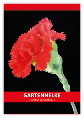 Produktbild von Gartennelke für Werbezwecke | Nelkensamen von FLORTUS