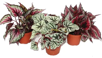 Produktbild von Blattbegonien-Mix "Botanica" - 3 Pflanzen - 12cm Topf