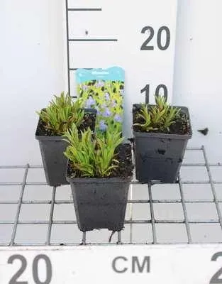 Obrázek produktu pro 6 x Mimulus ringens - Kalichovitá květina - květináč 9 x 9 cm