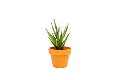 Obrázok produktu pre Gardners Sansevieria francisii, priemer 6 cm