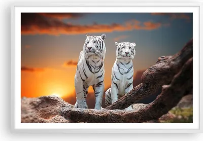 Produktbild von Gerahmtes Poster - Weißer Rahmen - Tiger weiß Rock Sonnenuntergang - 91,5x61 cm - Wand Bild - Wanddeko - Wandbilder - Wandposter - Bilderrahmen - Bilder - Kunstdruck - Wandbild - P2WAA91x61-2901
