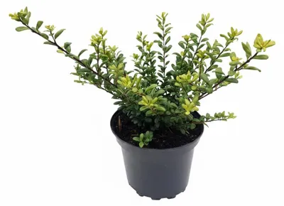 Produktbild von Japanische Stechpalme Convexa 20-25 cm, im Topf - Ilex crenata, immergrün