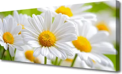 Produktbild von Tulup Leinwand-Bilder 125x50 Wandbild Canvas Kunstdruck Gänseblümchen Pflanzen
