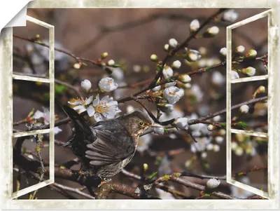 Produktbild von ARTland Poster Fensterblick - Kirschblüten mit Amsel Größe: 40x30 cm