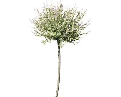 Produktbild von Weissbunte Weide FloraSelf Salix integra Hakuro Nishiki" Halbstamm 40 cm H 60-100 cm Co 6 L"