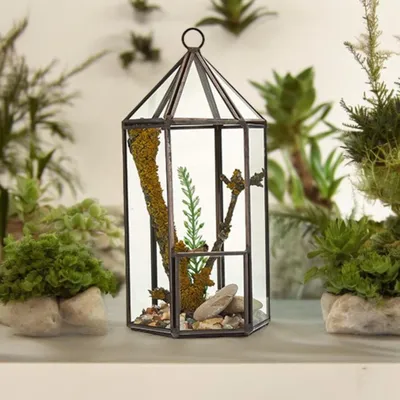Image de Terrarium en verre - Lanterne