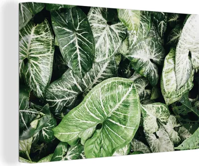 Produktbild von OneMillionCanvasses® - Leinwandbilder - 150x100 cm, Blätter - Pflanzen - Natur, Wandbilder Kunstdruck Wanddekoration - Foto auf Leinwand - Gemälde auf Holzrahmen