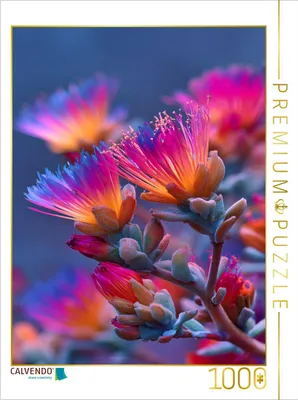 Produktbild von CALVENDO Puzzle Wüstenblüte nach Regen, seltenes Zusammenspiel | 1000 Teile Lege-Größe 64x48cm Foto-Puzzle für glückliche Stunden