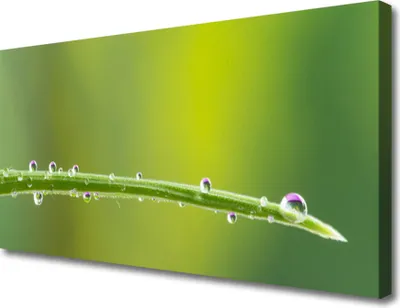 Produktbild von Tulup Leinwand-Bilder 100x50 Wandbild Canvas Kunstdruck Gras Tautropfen Pflanzen