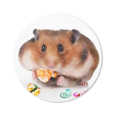 Produktbild von MuchoWow® Mauspad Mousepad Hamster frisst buntes Futter 30x30 cm - Mousepads - Maus Mat - Pad - Mausunterlage - Tischunterlage - Schreibtischmatten