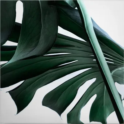 Produktbild von Leinwandbild Botanical Dschungel 50 x 50 cm - Wandbild Grün Weiß - Keilrahmen Pflanzen Wohnzimmerdeko Wanddeko Wandgemälde