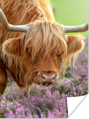 Produktbild von MuchoWow® Poster Schottischer Highlander - Lila - Blumen 120x160 cm - Wandbilder