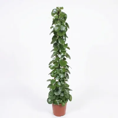 Produktbild von 1x Cissus Rotundifolia P27 H160, KI-generiertes Bild