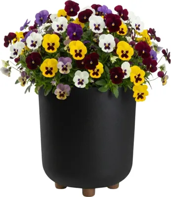 Immagine prodotto di HowHomely | Vaso da fiori  con piedini - Fioriera - nero - 27 x 24 cm - in materiale riciclato - Vaso da fiori - Facile da pulire