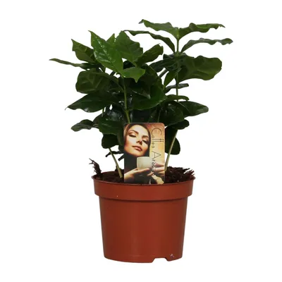 Zdjęcie produktu dla Coffea Arabica Ø12Cm - ↕25Cm
