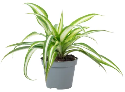 Produktbild von Grünlilie - pflegeleichte Zimmerpflanze, Chlorophytum Comosum Variegata - Höhe ca. 15 cm, Topf-Ø 6 cm