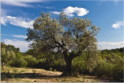 Produktbild von ARTland Wandbild Alu für Innen & Outdoor Olivenbaum in Südfrankreich Größe: 30x20 cm