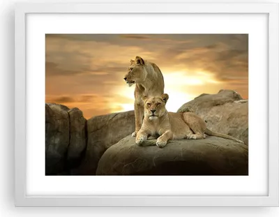 Produktbild von Gerahmtes Poster - Weißer Rahmen - Löwen Sonnenuntergang Felsen Krallen - 40x30 cm - Wand Bild - Wanddeko - Wandbilder - Wandposter - Bilderrahmen - Bilder - Kunstdruck - Wandbild - P2WAA40x30-2958