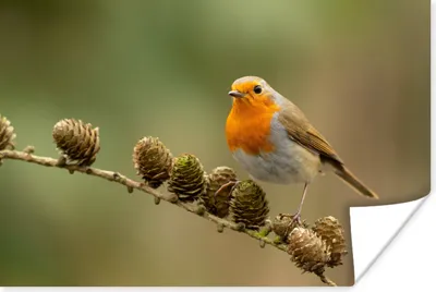 Produktbild von MuchoWow® Poster Vogel - Rotkehlchen - Tannenzapfen - Zweig - Herbst 180x120 cm - Fotoplakat