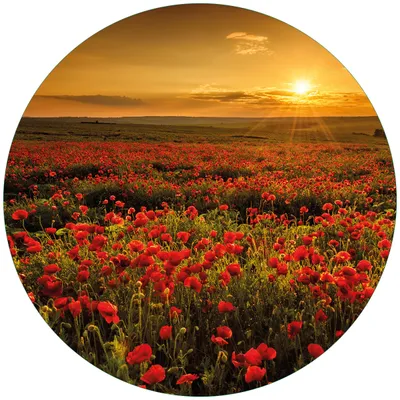 Produktbild von Wallario Premium Glasbild, freischwebende Optik, kräftige Farben, rund 50cm Durchmesser, Motiv Mohnblumenwiese bei Sonnenuntergang am Abend
