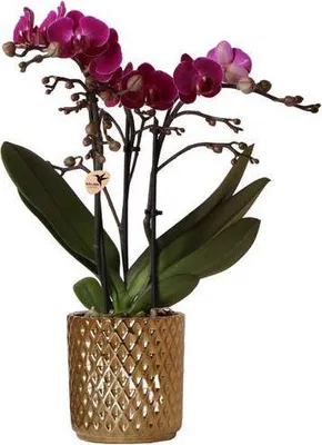 Produktbild von Morelia Phalaenopsis Orchidee Ø9cm 35cm immergrün Zimmerpflanze Grünpflanze