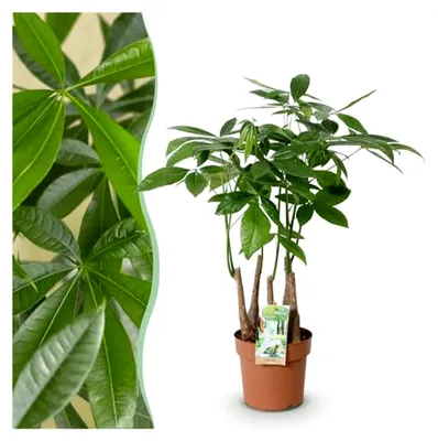 Produktbild von Pachira Aquatica mehrstämmig - Geldbaum - Pflegeleicht - Grün - 50-55 cm - Ø 17 cm - Zimmerpflanze - Immergrün