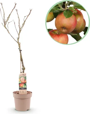 Produktbild von Green boutiQ - Obstbaum - Malus domestica Elstar - Apfelbaum - Winterhart - Rot-Grüner Apfel - 1 Pflanze - Topf 21cm - Höhe 90cm