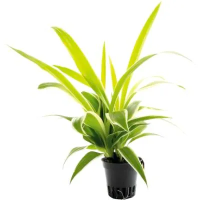 Produktbild von Terrariumpflanze DENNERLE PLANTS Grünlilie - Chlorophytum ‘Irish’