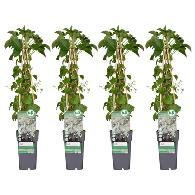 Immagine prodotto di 4X - Ortensia Petiolaris - ↨65Cm - Ø15