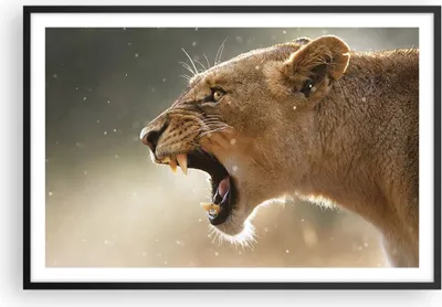 Produktbild von Gerahmtes Poster - Schwarzer Rahmen - Löwe Löwin Reißzähne - 91,5x61 cm - Wand Bild - Wanddeko - Wandbilder - Kunstposter - Wandposter - Bilderrahmen - Bilder - Kunstdruck - Wandbild - P2BAA91x61-4137