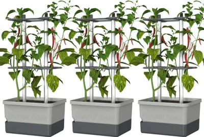 Produktbild von Gusta Garden CHARLY CHILI 3er-Set hellgrau