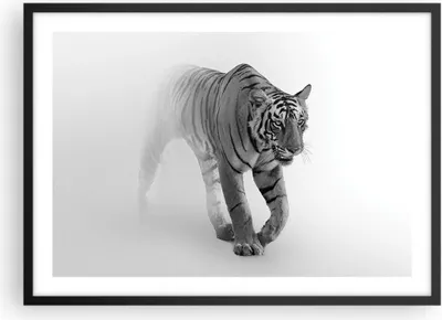 Produktbild von Gerahmtes Poster - Schwarzer Rahmen - Tiger Monochrom Porträt - 70x50 cm - Wand Bild - Wanddeko - Wandbilder - Kunstposter - Wandposter - Bilderrahmen - Bilder - Kunstdruck - P2BAA70x50-4626