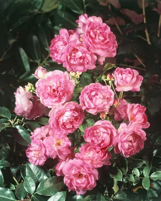 Produktbild von Rosa 'Jasmina', Kletterrose, rosa, 5-7,5 Liter Container