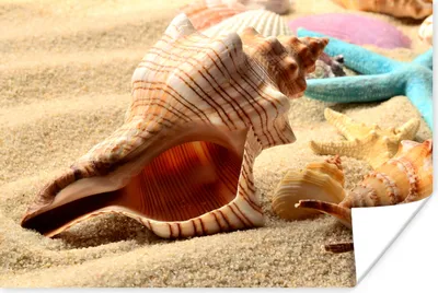 Produktbild von MuchoWow® Poster Seesterne - Muscheln - Sand - Strand 60x40 cm - Schlafzimmerdekoration