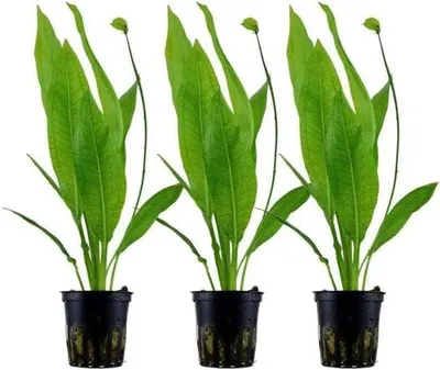 Immagine prodotto di Set di piante per acquari - Piante acquatiche e ornamentali - Accessori per acquari - Piante con radici e piantate - 3 esemplari - Piante di colore verde