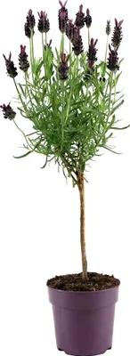 Image de Bloomique - Lavandula Stoechas Anouk - Lavande Papillon sur Tige - Rustique - Plante balcon - Plante jardin - Parfumée - Hauteur 20-30 cm - Pot 12 cm