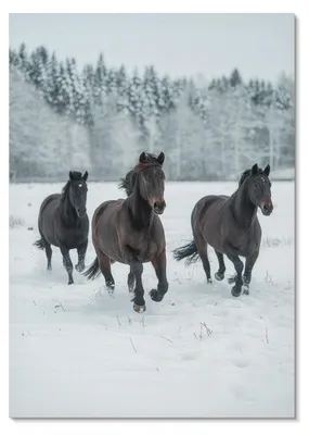 Produktbild von POSTER - 59x84 cm (A1) - ArTi - Schwarze Pferde in Bewegung vor schneebedecktem Hintergrund - Wandbild für Wohnzimmer Schlafzimmer & Flur, Modernes Poster Wanddeko, Ungerahmt