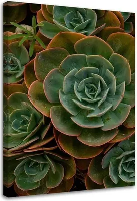 Produktbild von Leinwandbild sukkulente grüne blume 80x120 cm Feeby grün wandbild bereit zum aufhängen