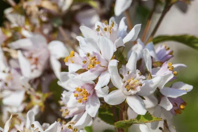 Produktbild von Deutzia kalmiiflora, Maiblumenstrauch, rosa Blüten, 60–100 cm