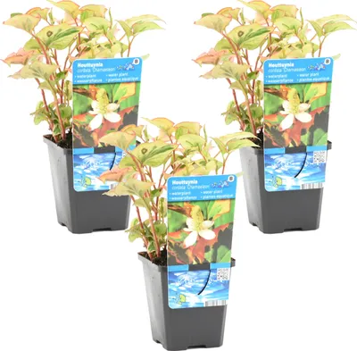 Produktbild von Bloomique - 3er-Set - Houttuynia Cordata Chameleon - Buntblatt - Wasserdost - Teichpflanzen - Wasserpflanzen - Winterhart - 10-20 cm Hoch - Topf 9 cm