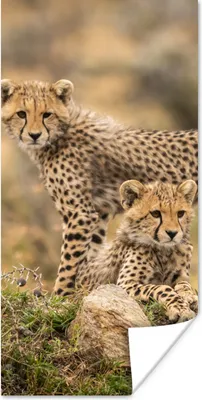 Produktbild von MuchoWow® Poster Leopard - Jungtier - Natur 20x40 cm - Plakat - Foto