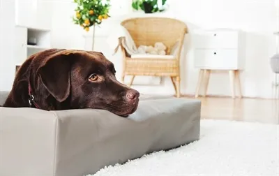 Produktbild von Bia Bett Hundekorb Original Taupe